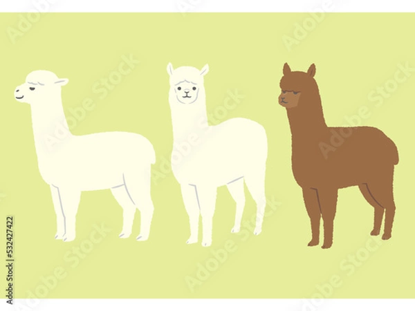 Fototapeta 3頭のアルパカ.
