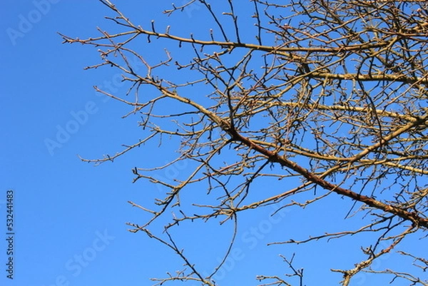 Fototapeta dry branches against blue sky background