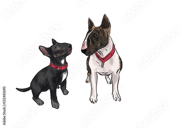 Obraz two bulteriers with red collar png