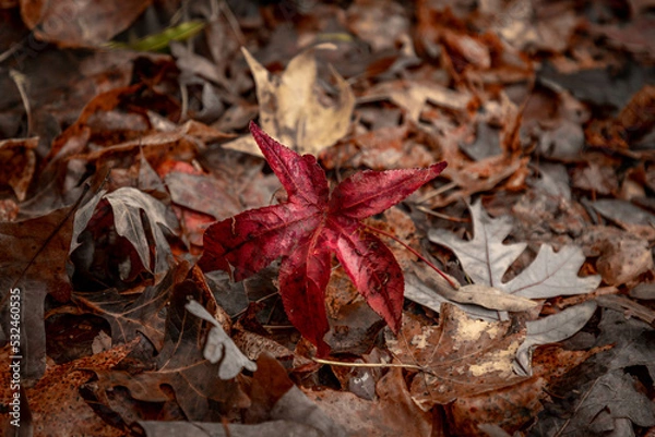 Fototapeta Fallen autumn leaves on the forest floor