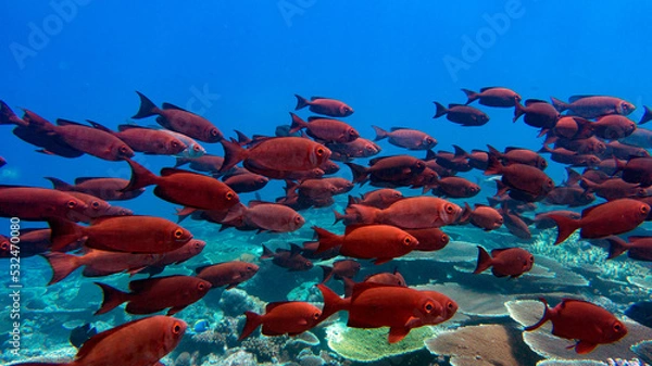 Fototapeta A group of red coral fish is moving over the reef. Natural aquarium, marine fauna of the Indian Ocean.