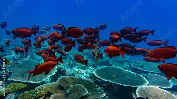 Fototapeta A group of red coral fish is moving over the reef. Natural aquarium, marine fauna of the Indian Ocean.