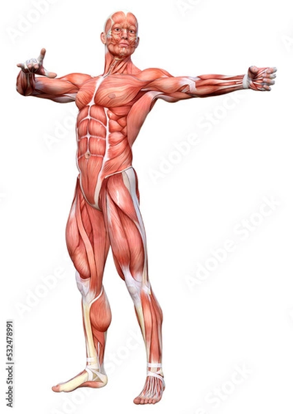 Fototapeta 3D Rendering Male Anatomy Figure on White