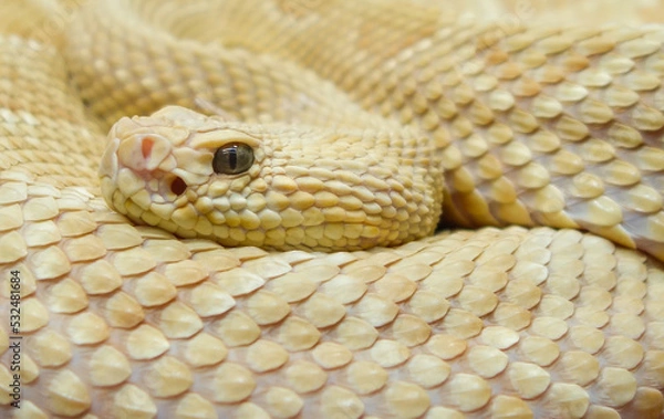 Obraz Bothrops insularis snake, known as the Golden lancehead. Close up view