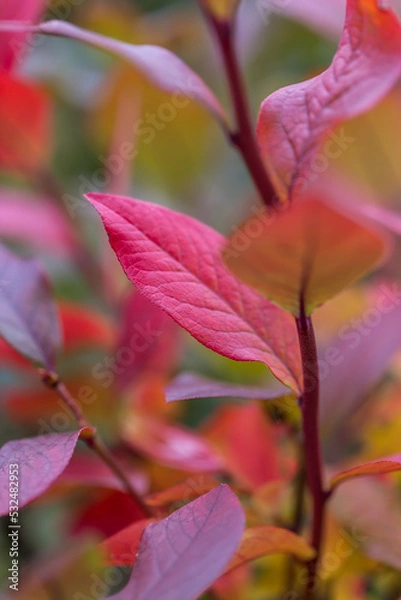 Obraz Herbstblätter