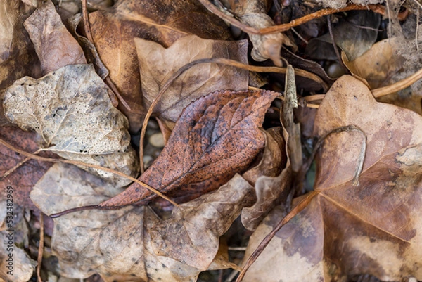 Obraz Herbstblätter
