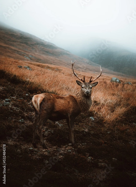 Fototapeta deer looking at camera