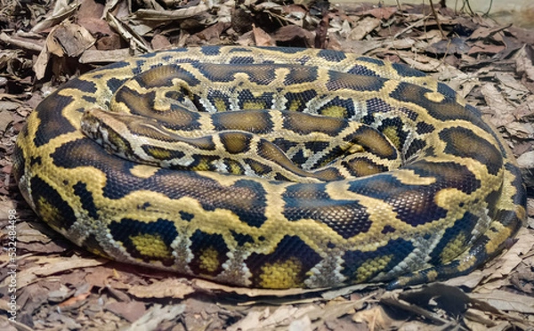 Obraz close up on a Burmese Python snake, Python bivittatus, rolled up and static on the ground