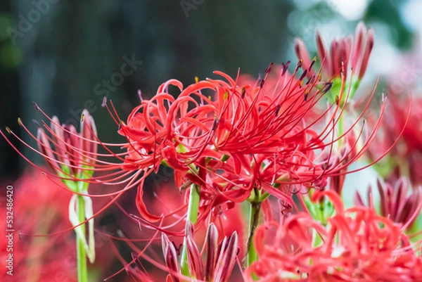 Fototapeta 真っ赤に咲き誇る彼岸花の群生