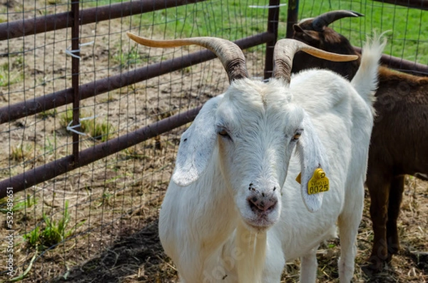 Obraz goat on the farm
