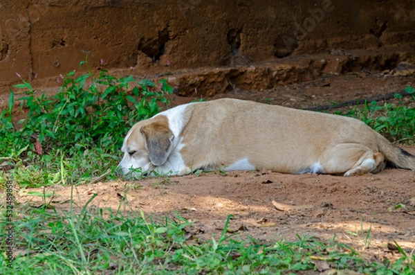 Obraz cream farm dog