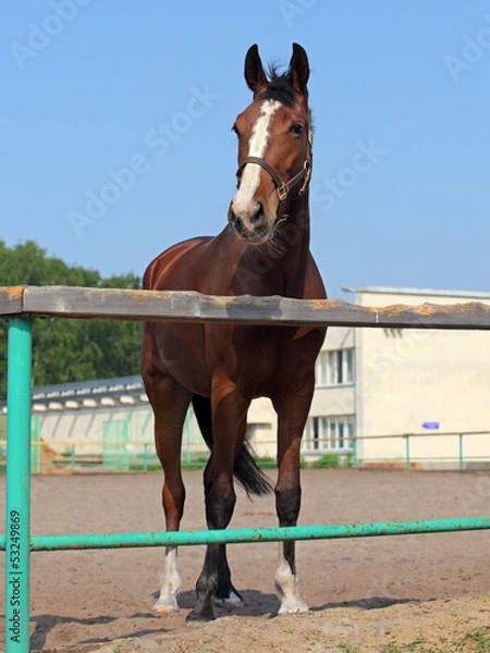 Fototapeta Horse in the ranch