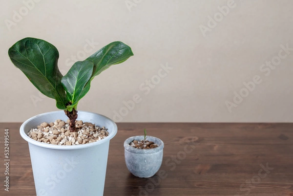 Fototapeta ボタニカルライフ