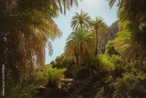 Fototapeta Green palm trees in a tropical forest at palm beach, preveli beach on the island of Crete in Greece. summer traveling