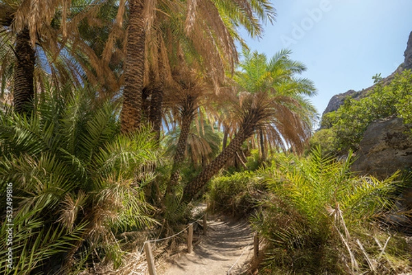 Fototapeta Green palm trees in a tropical forest at palm beach, preveli beach on the island of Crete in Greece. summer holiday