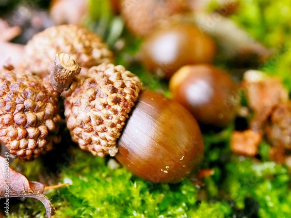 Obraz ミズナラのどんぐり