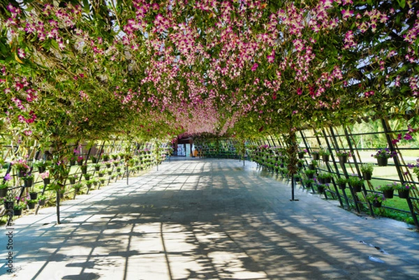 Fototapeta Flower tunnel walkway in Thailand during the day