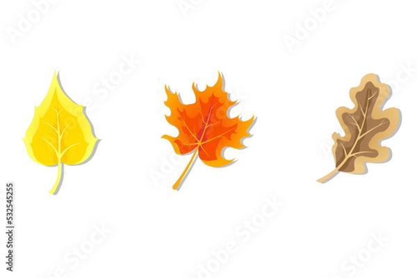 Fototapeta Autumn leaves of different trees. Leafing fallen from a tree. Vector image of autumn leaves in yellow, orange and brown