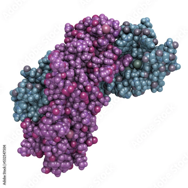 Obraz Activin A protein. Stimulates FSH secretion and plays role in regulation of menstrual cycle. 3D rendering based on protein data bank entry 2arv.