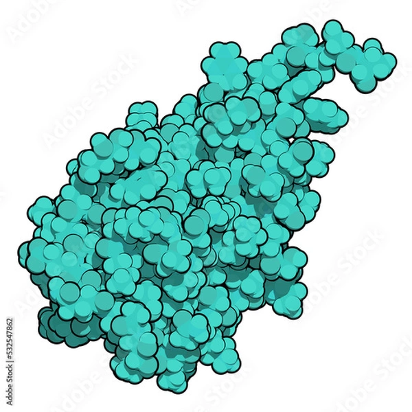 Obraz CD47 (integrin associated protein, extracellular domain) protein. Often present on cancer cells and a potential antitumoral drug target. 3D rendering based on protein data bank entry 4cmm.