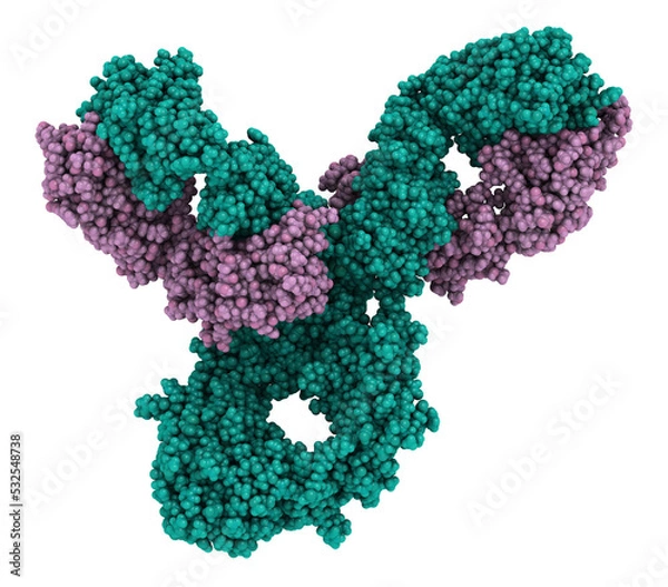 Fototapeta Pembrolizumab monoclonal antibody drug protein. Immune checkpoint inhibitor targetting PD-1, used in the treatment of a number of cancers. 3D rendering based on protein data bank entry 5dk3.