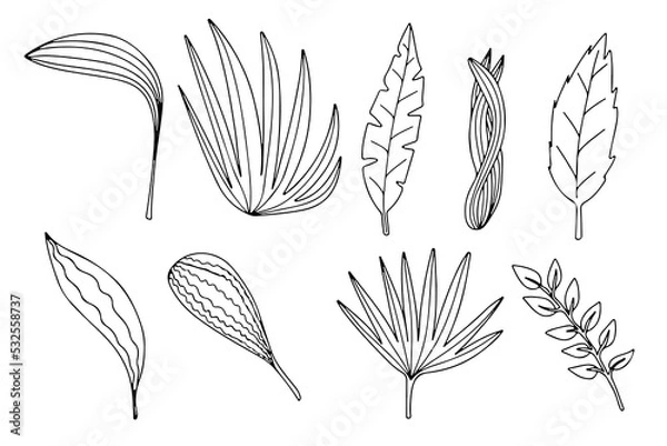 Obraz Different types of leaves isolated on white background. Vector palm leaf, monstera and other plants illustrations.