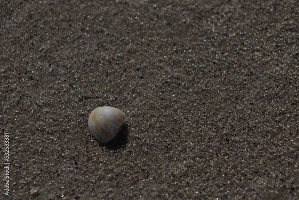 Obraz lonely shell