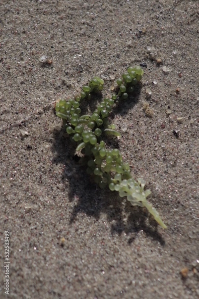 Fototapeta ball weed
