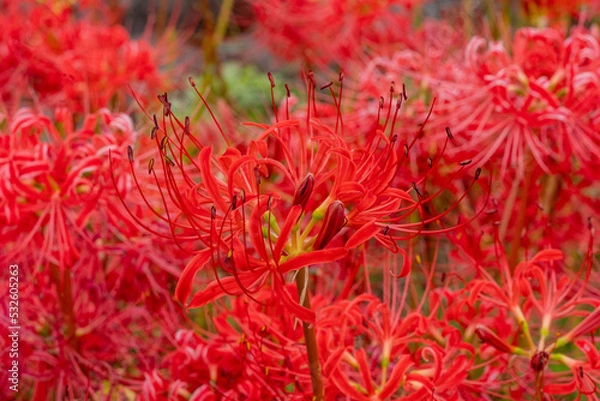 Fototapeta 彼岸花