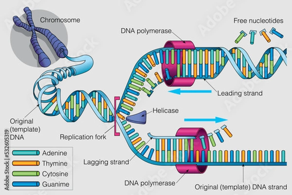 Obraz The graphic shows the duplication process of a DNA chain on a gray background. Vector image