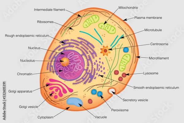 Obraz The graphic shows the elements of a human cell with their names on a gray background. Vector image