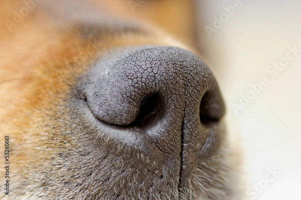 Obraz dog's nose