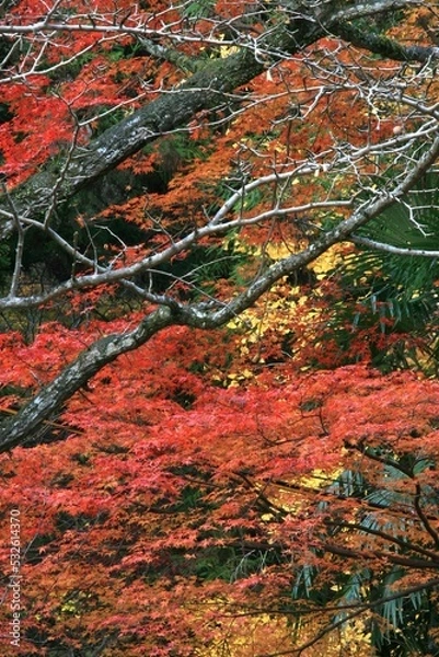 Fototapeta 神峰山寺の紅葉　大阪府高槻市
