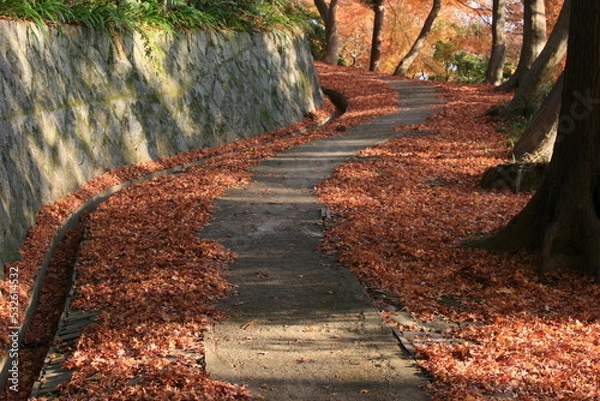 Fototapeta 大門寺の紅葉と石垣　大阪府茨木市
