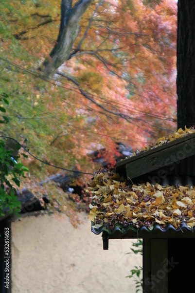 Fototapeta 大門寺の紅葉　大阪府茨木市