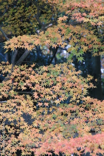 Fototapeta 大門寺の紅葉　大阪府茨木市