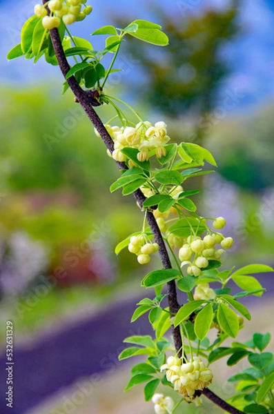 Obraz 日本の野生果物「あけび」