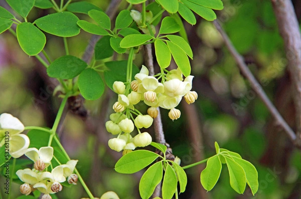 Obraz 日本の野生果物「あけび」