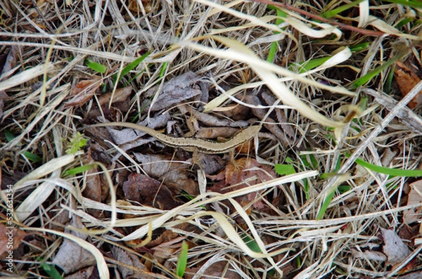 Fototapeta カナヘビ（金蛇）
日本の小さなトカゲ 