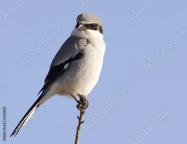 Obraz loggerhead shrike