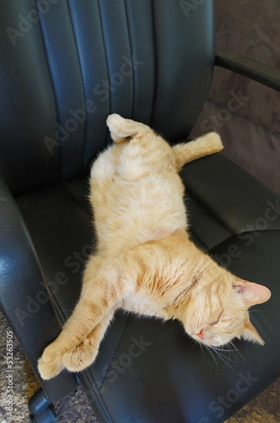 Obraz ( cat ) sleeping in office