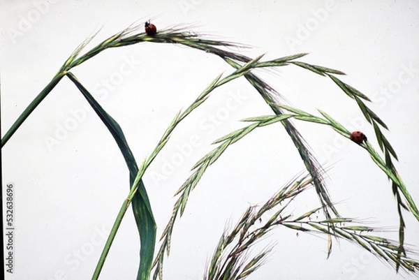 Fototapeta 野の草にテントウムシ