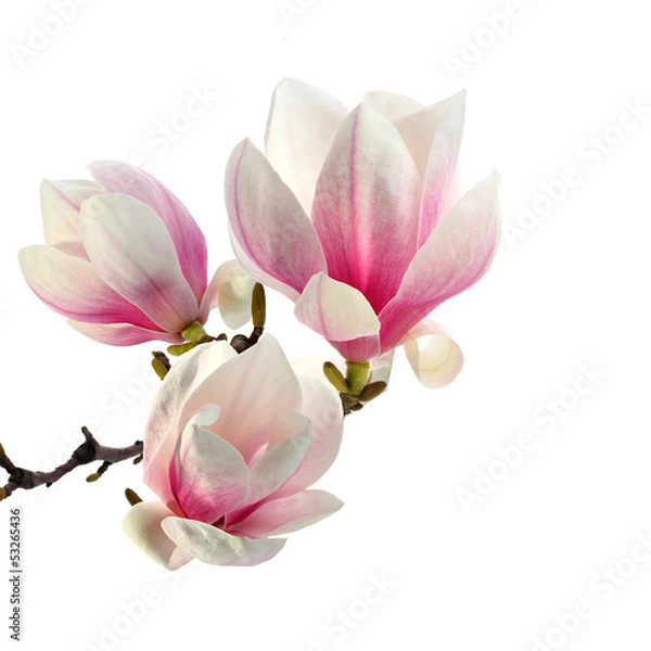 Fototapeta zapach magnolii