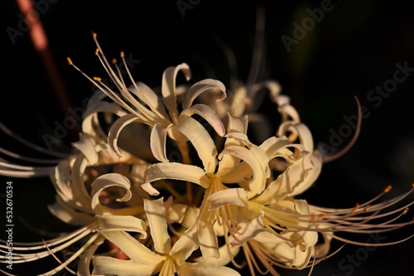 Obraz 白色のヒガンバナ