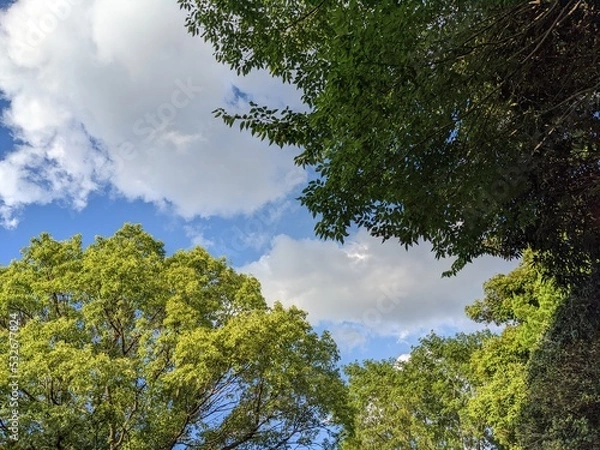 Obraz trees against sky