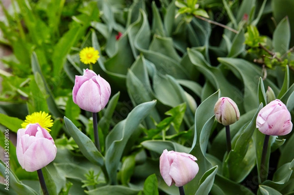 Fototapeta Beautiful tulip flowers blooming in a garden. Beauty tulip plant in the spring garden in rays of sunlight in nature. Blur background with bokeh image, selective focus