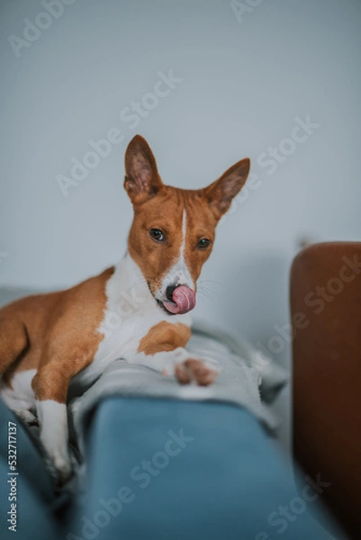 Obraz Psy pierwotne - Basenji