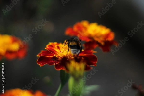 Fototapeta bee on a flower