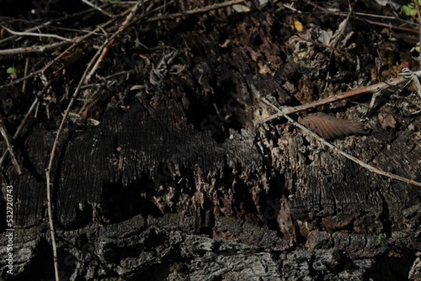 Fototapeta ground texture