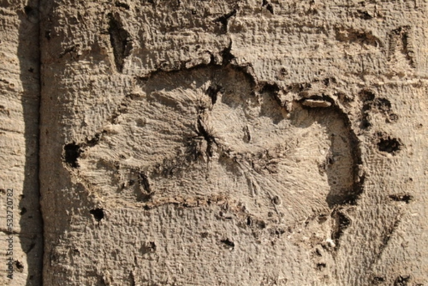 Obraz old wood texture 